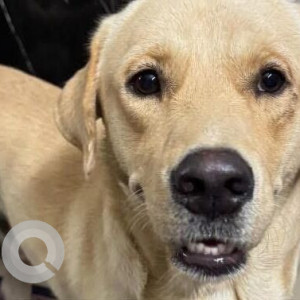 A Golden Labrador Dog Found from Sector 10, Gurugram