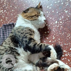 Missing: White and Grey Male Indie Cat from Mauji cafe, Bhosale nagar (oppo h2o parlour)