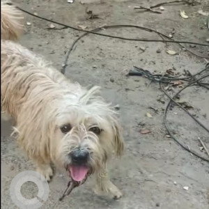 A Golden Sapsali Dog Found from Railway Colony, Bengaluru