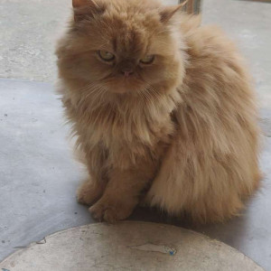 Missing: Brown Female Persian Cat from Guwahati, Assam