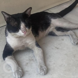 Missing: Black and White Male Indie Cat from Walkeshwar, South Mumbai
