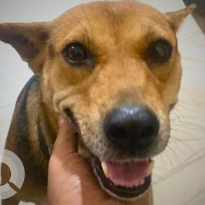 A White-Brown Mix Indie Dog Missing from Bormotoria, Guwahati