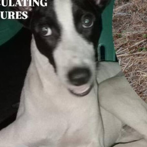 Missing: Black and White Male Indie Dog from Pedda, Benaulim