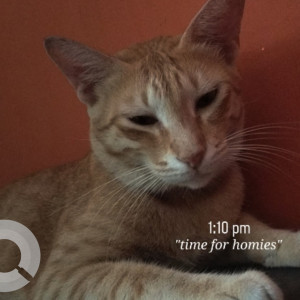 Missing: White-Brown Mix Male Indie Cat from Nethaji Colony 1st Cross street Velachery