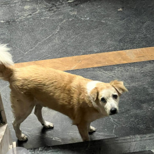 Missing: White-Brown Mix Male Indie Dog from La Salette Society, Magarpatta old society dog