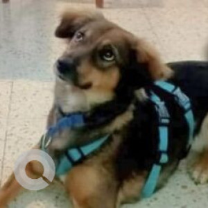 Missing: Black and Brown Male German Shepherd Indie mix Dog from DRDO Township sports complex Phase 2