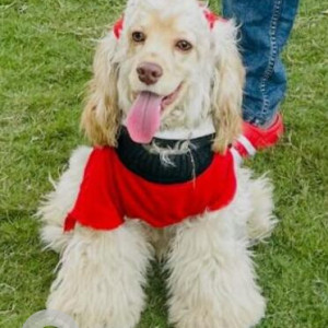 A White Cocker Spaniel Dog Missing from Sector 128, Noida