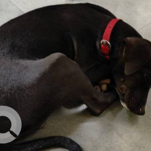 Found: Black Male Indie Dog from Matunga