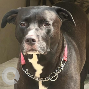 Missing: Brown Male Pitbull mix Dog from Ghaziabad, UP