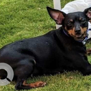 Missing: Black and Brown Female Miniature Pinscher Dog from Park Road, off Queens Road, Bengaluru
