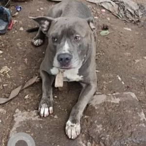 A White and Grey Pitbull Dog Missing from Chandigarh