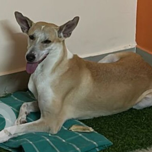 Missing: White-Brown Mix Female Indie Dog from Prima Diagnostic, Whitefield