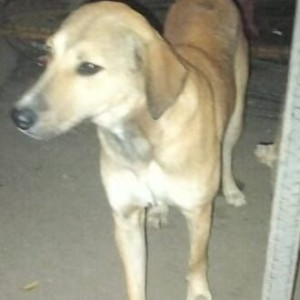 Found: White-Brown Mix Male Indie Dog from Rajouri Garden, Metro Station Gate no. 5