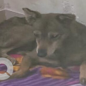 Missing: Black and Brown Female Indie Dog from Guru's Tiffin Near  Paratha Plaza Hsr Sector 2