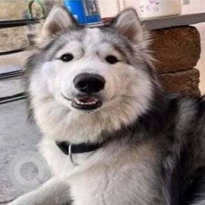 Found: Black and White Male Husky Dog from Yelachenahalli near Metro Station