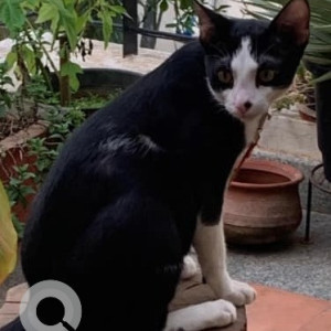 Missing: Black and White Male Indie Cat from Nimbekaipura, Budigere cross area