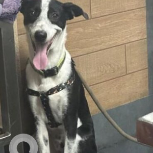 A Black and White Indie Dog Missing from Cooke Town, Bengaluru