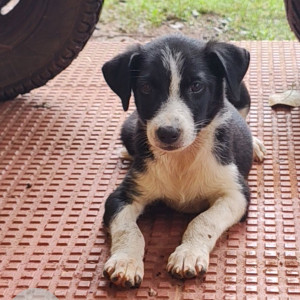 A Black and White Indie Dog Missing from Tivim, Sircaim