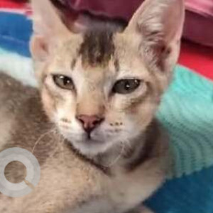 Missing: Black and Brown Female Indie Cat from Guwahati