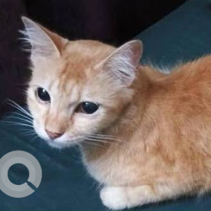 Missing: Orange Female Ginger cat Cat from Kellys Road, Kilpauk, Chennai