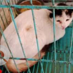 Missing: White-Brown Mix Female Indie Cat from Hakuna Matata Pet Centre, Eden Sky Terrace, Nayabad 8