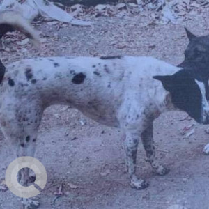 Missing: Black and White Female Indie Dog from Vibgyor School, Electronic City (Ecity)