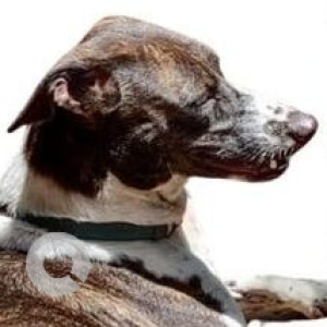 Missing: White-Brown Mix Female Indie Dog from Vishal Mega Mart, Panjim