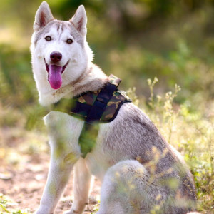 Missing: White and Grey Female Husky Dog from Aranyeshwar Nagar, Nr Taware Bakery