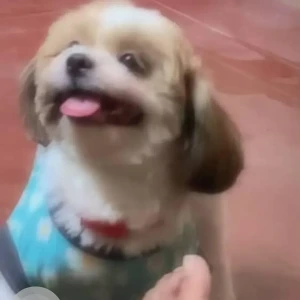 A White-Brown Mix Shihtzu Dog Missing from RPC Layout, Bengaluru
