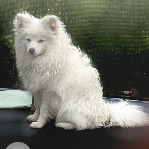 Missing: White Male Pomeranian Dog from Chattarpur