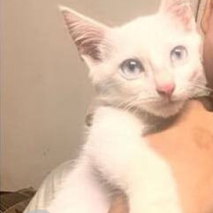 Missing: White Male Indie Cat from KR Puram and Kadugodi Tree Park Metro Station