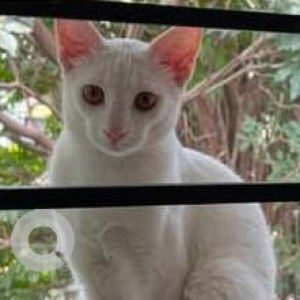 Missing: White Male Indie Cat from 26th Main in HSR Layout