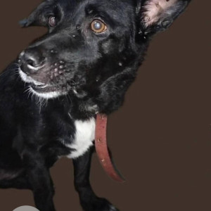 A Black Indie Dog Found from Panjim, Panaji