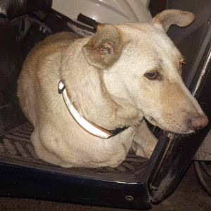 Found: White Male Indie Dog from Inox pimpri
