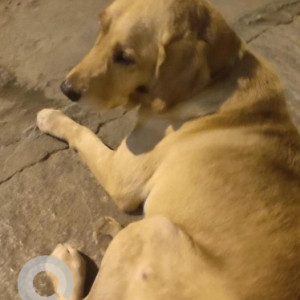A Brown Labrador Retriever Dog Found from 15th Main, 1st cross, Indiranagar, near Xero Degrees