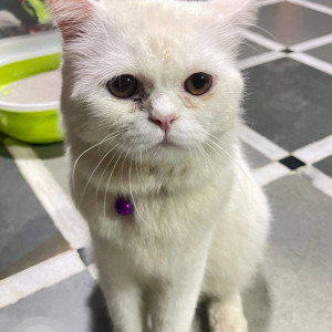 Found: White Female Persian Cat from Chincholi Bunder Near Ganesh Mandir