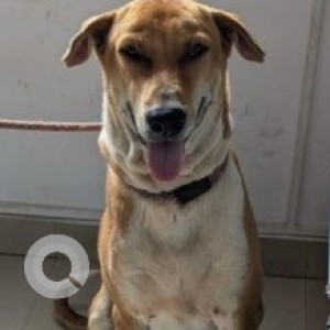 A White-Brown Mix Indie Dog Missing from Whitefield, Bengaluru