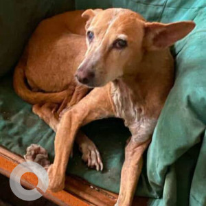 Missing: Brown Female Indie Dog from Panvel, Kinara society B2 wing