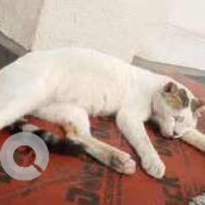 Missing: White and Grey Male Indie Cat from Hiravilla building, Opposite HSBC bank, Bandra