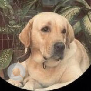 Missing: White Male Labrador Dog from Saket colony near Vorla Convention hall