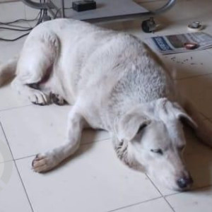 Missing: White Male Indie Dog from Rakshak nagar Phase 1 Kharadi Pune