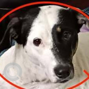 Missing: Black and White Female Indie Dog from West Lakshmi Nagar Mudichur