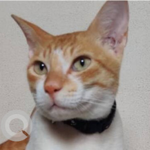 Missing: Orange Male Indie Cat from Sector 10, Vashi, Navi Mumbai