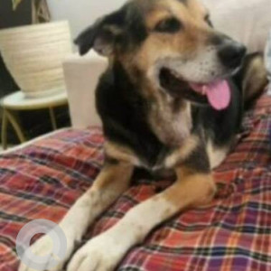 Missing: Black and Brown Male German Shepherd Dog from Skylark Apartments, Sector-52, Gurugram