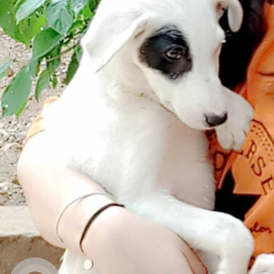 A White Indie Dog Missing from Guna
