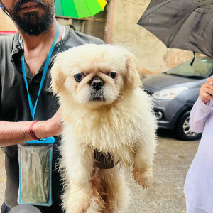 A White Indie Dog Found from Sector 7, Gurugram