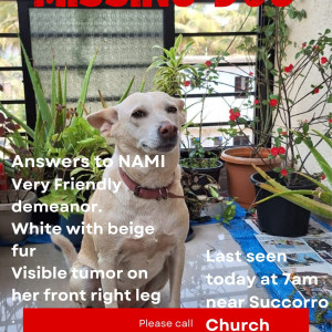 A White Indie Dog Missing from Socorro, Porvorim