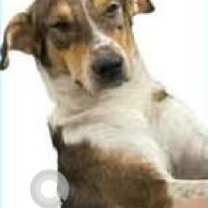 Missing: White-Brown Mix Male Indie Dog from Shahbad diary Rohini