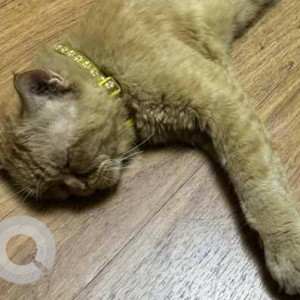 Found: Golden Male Persian Cat from KoparKhairane, Navi Mumbai