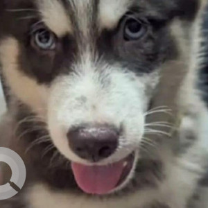 Missing: White and Grey Male Husky Dog from Cooperative colony, Alwarpet (same road as Mezze, Starbucks, Soft serve)